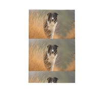 Poadnly Border Collie Lawn Pets Black White Border,Waffle Tea Towels Kitchen Drying Dish Towels Absorbent Dish Cloth 41 x 66 cm