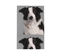 Poadnly Border Collie,Waffle Tea Towels Kitchen Drying Dish Towels Absorbent Dish Cloth 41 x 66 cm