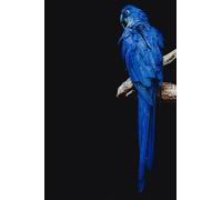 Pocket Notebook - Blue Hyacinth Macaw: Pocket Wildlife Animal Notebook - 6x9" Blue Hyacinth Macaw Lined Paper