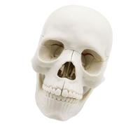 Pocoiau Adult Infant Skull Model Perfect for Doctor Class Training Easy to Disassemble Detailed Baby Human for Anatomy