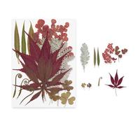 Pocoiau Pressed Plant Crafting Materials Bright Color Dried for Phone Case Decorations and Individualized Gift Ideas Bookmarks Materials