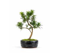 Podocarpus Bonsai Tree - Indoor Evergreen Bonsai Plant in 12cm pot - Real Mini Tree in Ceramic Pot - Easy Care Live Bonsai Gift for Home & Office