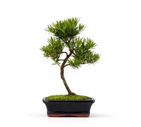 Podocarpus Bonsai Tree - Indoor Evergreen Bonsai Plant in 15cm pot - Real Mini Tree in Ceramic Pot - Easy Care Live Bonsai Gift for Home & Office