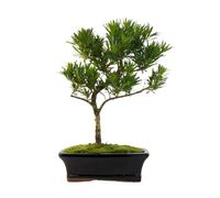 Podocarpus Bonsai Tree - Indoor Evergreen Bonsai Plant - Real Mini Tree in Ceramic Pot - Easy Care Live Bonsai Gift for Home & Office