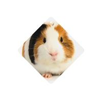 Poezjzw 4pcs Cute Guinea Pig Pattern Lavender Scent Car Aroma Square Hanging Fragrance Applies To Closet Shoe