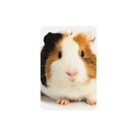 Poezjzw 6pcs Cute Guinea Pig Pattern Lavender Scent Car Aroma Rectangle Hanging Fragrance Applies To Closet Shoe