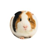 Poezjzw 6pcs Cute Guinea Pig Pattern Lavender Scent Car Aroma Round Shape Hanging Fragrance Applies To Closet Shoe