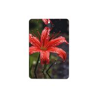 Poezjzw 6pcs Red Lilies In Bloom Pattern Lavender Scent Car Aroma Rectangle Hanging Fragrance Applies To Closet Shoe