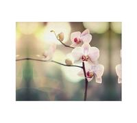 POEZJZW An Orchid. Pattern Flannel Blanket 50"X40" Blanket For Super Soft Plush For Sofa Bed Couch Camping, And Travel