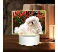 POEZJZW Short-Haired Pomeranian Dog Pattern Led Lamp Base Night Light Acrylic USB 3 Mode for Room Cafe Bar Birthday Party