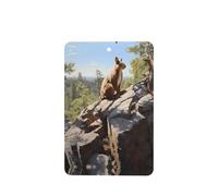 Poezjzw Squirrel On Rock Pattern Car Air Fresheners 4 Pcs Rectangle Hanging Aromatherapy Tablets Scented Fresheners For Bedroom Closet Shoe
