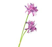 pofluany Indoor Fake Flower 2pcs Artificial Red Spider Lily Realistic Fake Silk Flower Wedding Home Office Table Centerpiece Faux Floral Branch Flower Arrangement Decoration Purple