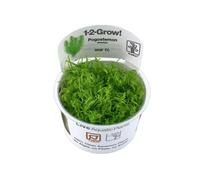 Pogostemon erectus Tropica 1-2-Grow In Vitro Aquarium Plant Shrimp Safe