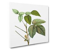 Poison Ivy by Pierre Joseph Redoute Canvas Print | Gallery Wrapped 30mm Frame Wall Art | 20x20 inches | Ready to Hang | Retro Picture | Living Room Bedroom Lounge Office