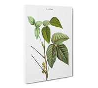Poison Ivy By Pierre Joseph Redoute Canvas Print | Gallery Wrapped 30mm Frame Wall Art | 30x20 inches | Ready to Hang | Retro Picture | Living Room Bedroom Lounge Office