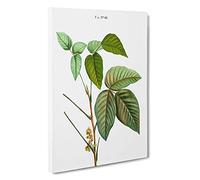 Poison Ivy by Pierre-Joseph Redoute Canvas Print | Gallery Wrapped 30mm Frame Wall Art | 30x20 inches | Ready to Hang | Modern Picture | Living Room Bedroom Lounge Office