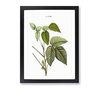 Poison Ivy By Pierre Joseph Redoute Vintage Framed Print | A2 Black Framed Wall Art | Ready to Hang | Classic Nature Picture | Living Room Bedroom Lounge Office
