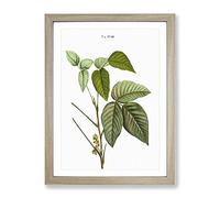 Poison Ivy By Pierre Joseph Redoute Vintage Framed Print | A3 Oak Framed Wall Art | Ready to Hang | Classic Nature Picture | Living Room Bedroom Lounge Office