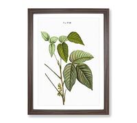 Poison Ivy By Pierre Joseph Redoute Vintage Framed Print | A4 Walnut Framed Wall Art | Ready to Hang | Classic Nature Picture | Living Room Bedroom Lounge Office