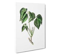 Poison Ivy Illustration Canvas Print | Gallery Wrapped 30mm Frame Wall Art | 30x20 inches | Ready to Hang | Modern Picture | Living Room Bedroom Lounge Office