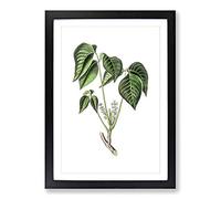 Poison Ivy Illustration Framed Print | A2 Black Framed Wall Art | Ready to Hang | Modern Nature Picture | Living Room Bedroom Lounge Office