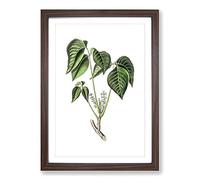 Poison Ivy Illustration Framed Print | A2 Walnut Framed Wall Art | Ready to Hang | Modern Nature Picture | Living Room Bedroom Lounge Office