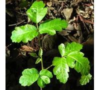 Poison Oak Flower Essence Using 30ml Dosage Prepared from FES Stock Essences