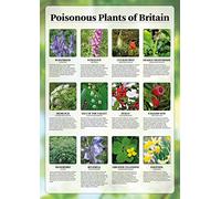 Poisonous Plants of Britain Poster