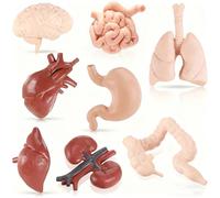 Poiykmt 8 Pcs Human Body Structure Model for Kids, Mini Body Parts Sets, Anatomy and Physiology Study Tools, Realistic Body Parts for Students Sciences Class Learn