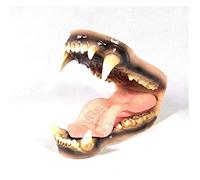 Polar Bear Anatomy Model Bear Teeth Model Wild Animal Figurine Veterinary Animal Bones Dissection Model