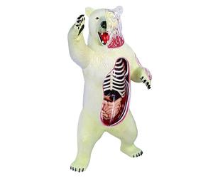 Polar Bear Anatomy Model, Polar Bear Organ Skeleton Model Half-Transparent Simulation with Fully Detachable 36 Organs and Body Parts, for Medical Teaching.