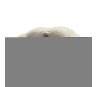 Polar Bear, Animal Toy, Huggable Softness Premium Plush Cuddly Companion Adorable Design Durable Stitching Machine Washable, Soft Doll for Kids Adults Daily Night Sleeping Bedroom Birthday Holiday