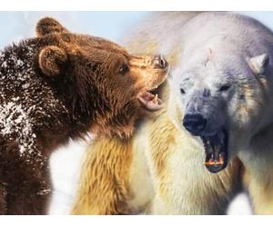 Polar Bear vs. Grizzly Bear | Battle of the Bears