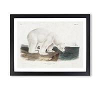 Polar Bears By John Woodhouse Audubon Vintage Framed Print | A2 Black Framed Wall Art | Ready to Hang | Classic Animal Picture | Living Room Bedroom Lounge Office