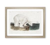 Polar Bears By John Woodhouse Audubon Vintage Framed Print | A3 Oak Framed Wall Art | Ready to Hang | Classic Animal Picture | Living Room Bedroom Lounge Office