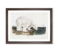Polar Bears By John Woodhouse Audubon Vintage Framed Wall Art Print, Ready to Hang Picture for Living Room Bedroom Home Office Décor, Walnut A3 (46 x 34 cm)