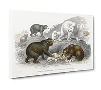 Polar, Grizzly, Brown & Black Bears By Oliver Goldsmith Canvas Print | Gallery Wrapped 30mm Frame Wall Art | 20x14 inches | Ready to Hang | Retro Animal Picture | Living Room Bedroom Lounge Office