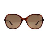 Polaroid Butterfly Havana Bronze Polarized Pld 4136/s In Brown Brown