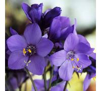Polemonium Bressingham Purple Jacobs Ladder Upright Perennial Garden Shrub