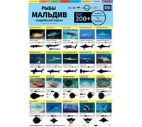 Polevoy Opredelitel Ryb : Top 200+ (Russian)