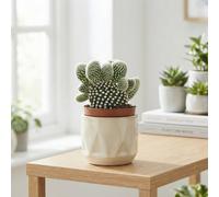 Polka Dot Cactus (Opuntia Microdasys Albispina) - 8.5Cm Pot
