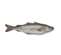Pollock Fish Box 100kg - Premium Quality Whole Pollock for Fresh Seafood Processing