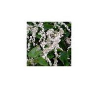 Polygonum baldschuanicum (9cm)