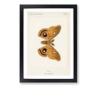 Polyphemus Moth by S.F. Denton Framed Print | A2 Black Framed Wall Art | Ready to Hang | Modern Nature Picture | Living Room Bedroom Lounge Office