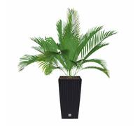 Prosper Plast DRTS225-S433 22.5 x 22.5 x 42.1 cm "Rato" Square Flowerpot - An...