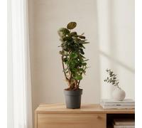 Polyscias Fabian Pot Size 21 Cm Height 80 Ming Aralia Indoor Houseplant