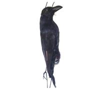 Pomberi Halloween Decor Realistic Crow, Hanging Dead Crow Bird Scarer, 17inch Simulation Crow, Crows Ornament For Garden Halloween Decoration