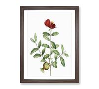 Pomegranate Tree Branch By Pierre Joseph Redoute Vintage Framed Print | A3 Walnut Framed Wall Art | Ready to Hang | Classic Floral Picture | Living Room Bedroom Lounge Office