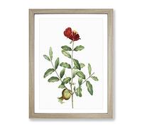 Pomegranate Tree Branch By Pierre Joseph Redoute Vintage Framed Print | A4 Oak Framed Wall Art | Ready to Hang | Classic Floral Picture | Living Room Bedroom Lounge Office