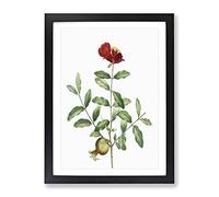 Pomegranate Tree Branch By Pierre Joseph Redoute Vintage Framed Wall Art Print, Ready to Hang Picture for Living Room Bedroom Home Office Décor, Black A3 (34 x 46 cm)